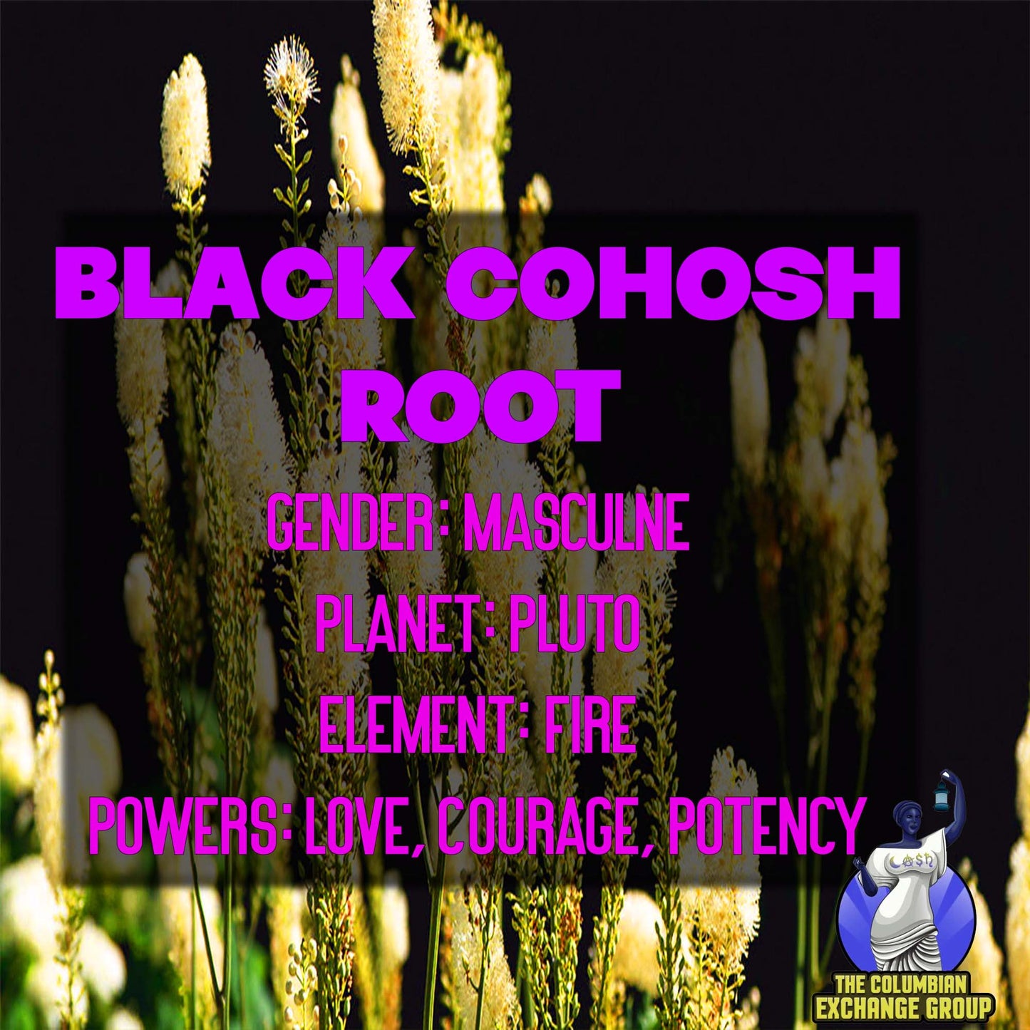 Herb | Black Coshosh Root