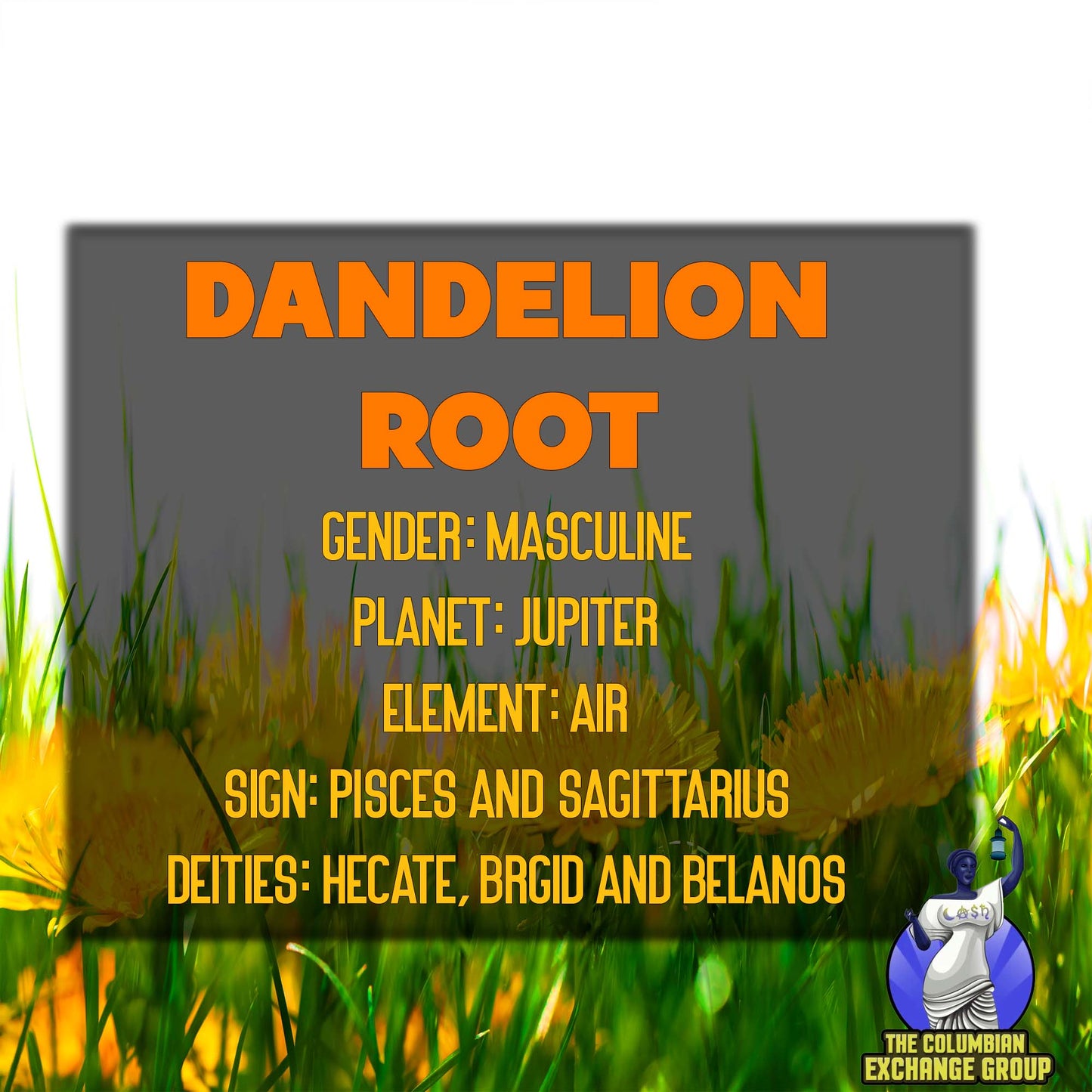 Herb | Raw Dandelion Root