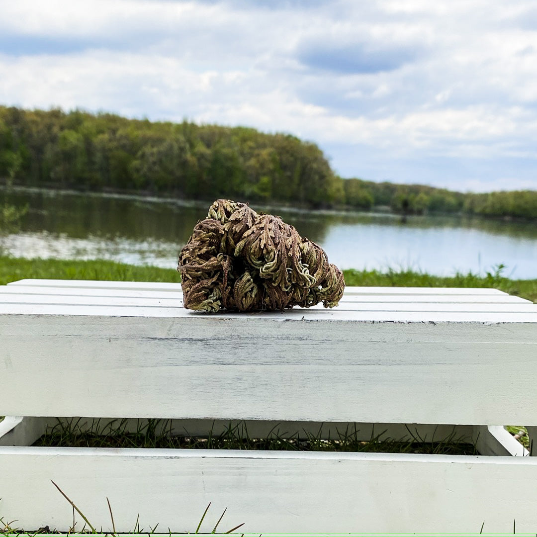 Herb | Rose of Jericho | Resurrection Plant